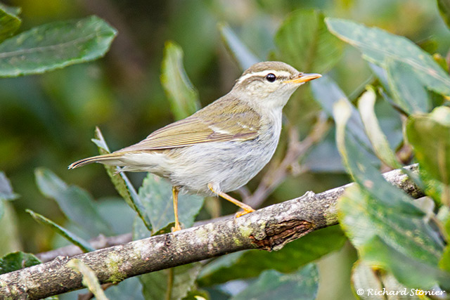 Arctic Warbler