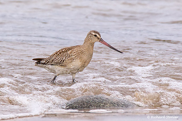 Bar-tailed Godwit