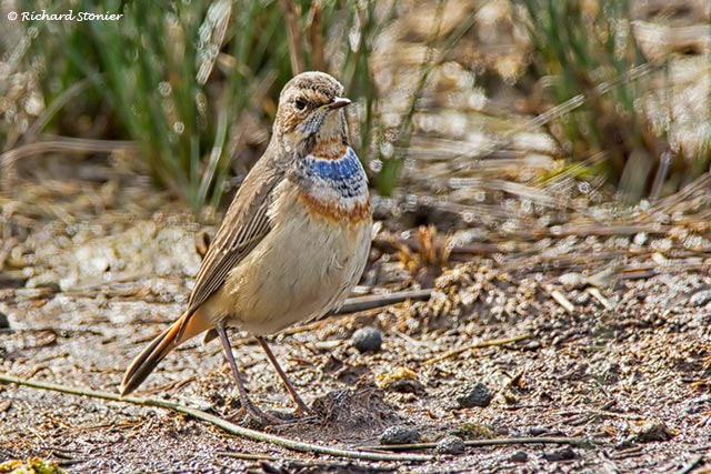 Bluethroat