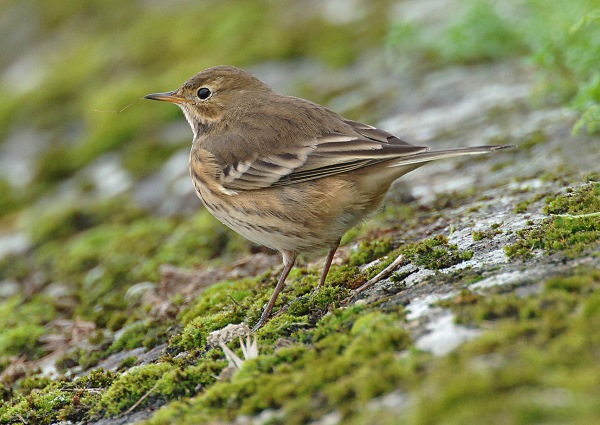 Buff-bellied Pipit