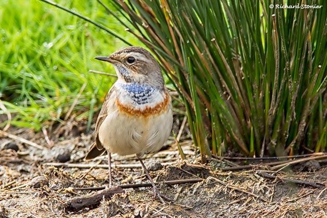 Bluethroat