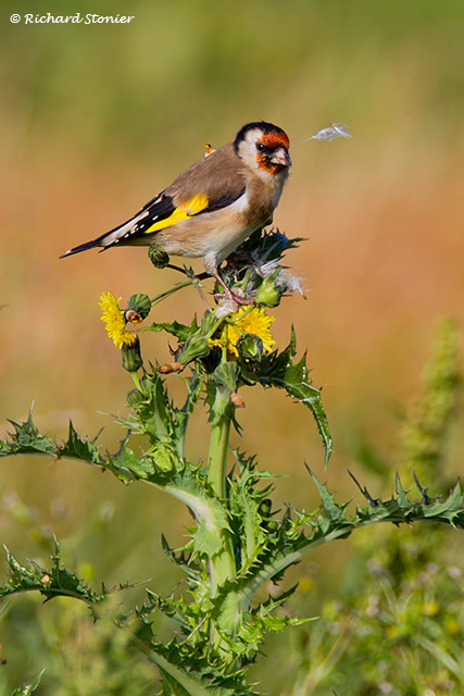 Goldfinch