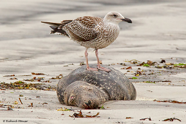 Great Black-backed Gull