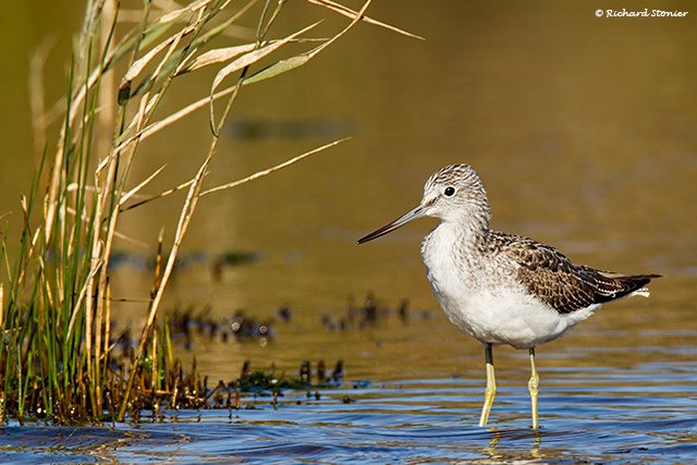 Greenshank