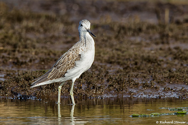 Greenshank