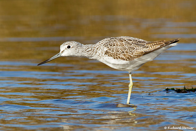 Greenshank