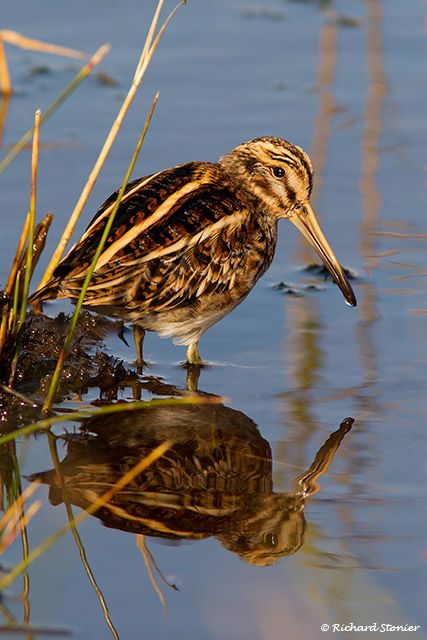 Jack Snipe