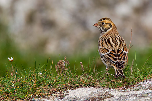 Lapland Bunting