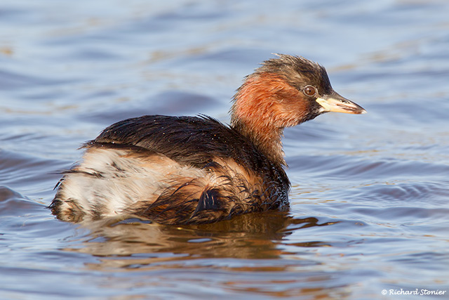 Little Grebe