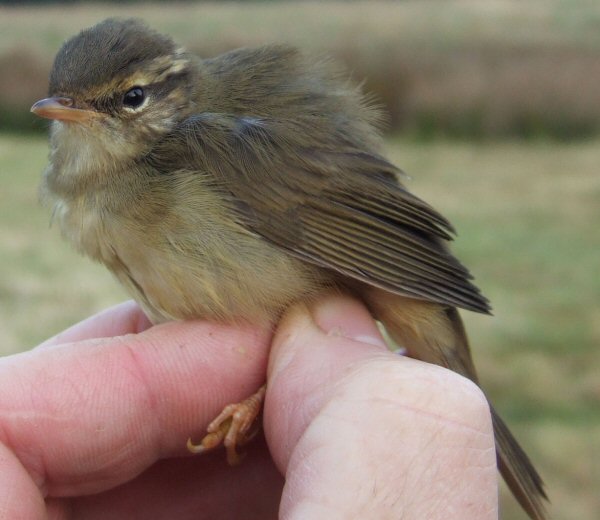 Radde's Warbler