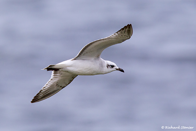 Mediterranean Gull