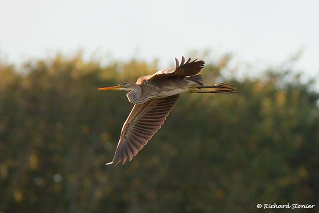 Purple Heron