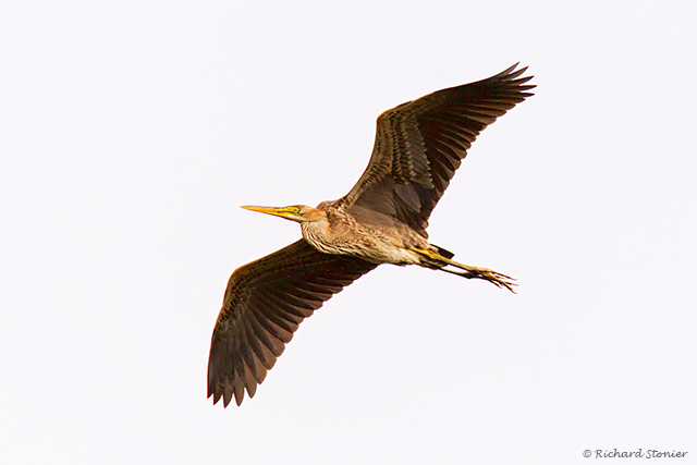 Purple Heron