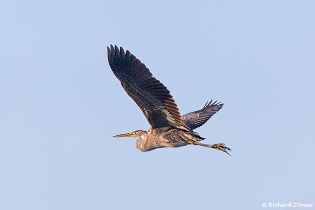 Purple Heron