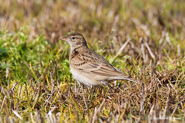 Short-toed Lark