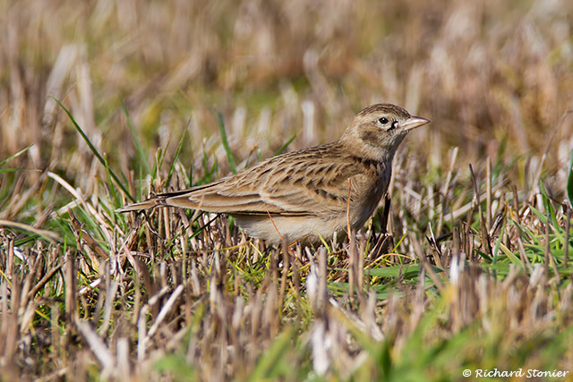 Short-toed Lark