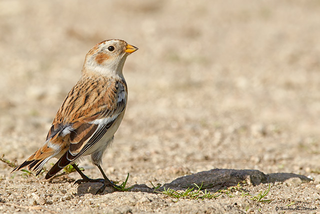 Snow Bunting