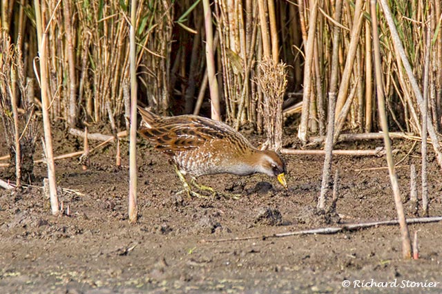 Sora