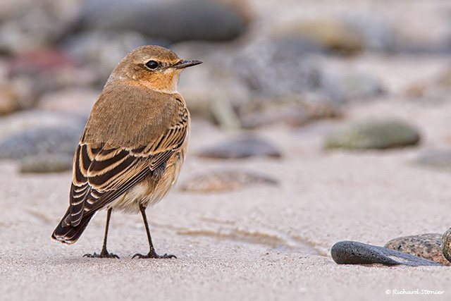 Wheatear