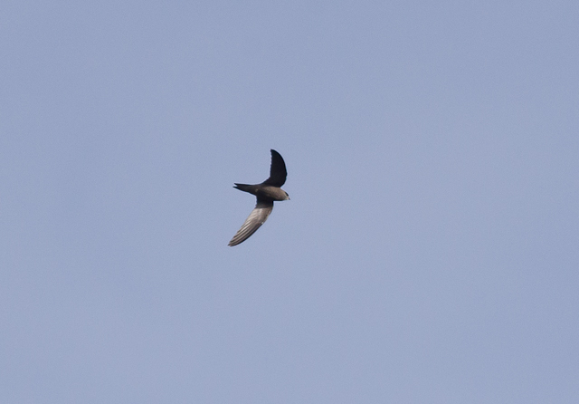 Pallid Swift