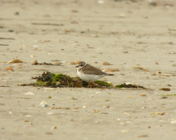 Semipalmated Plover
