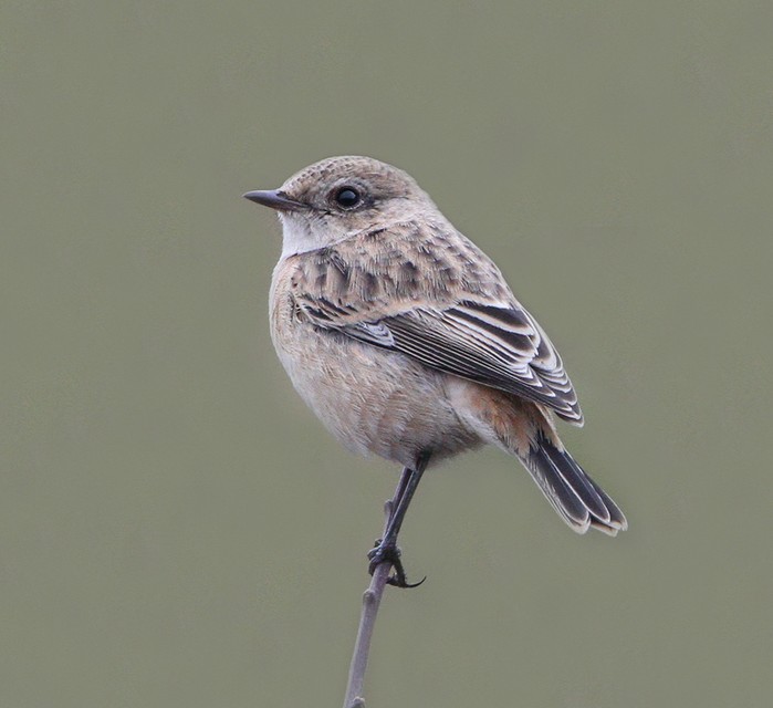 Siberian Stonechat