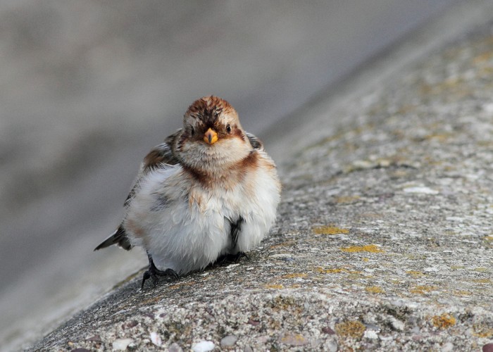 Snow Bunting