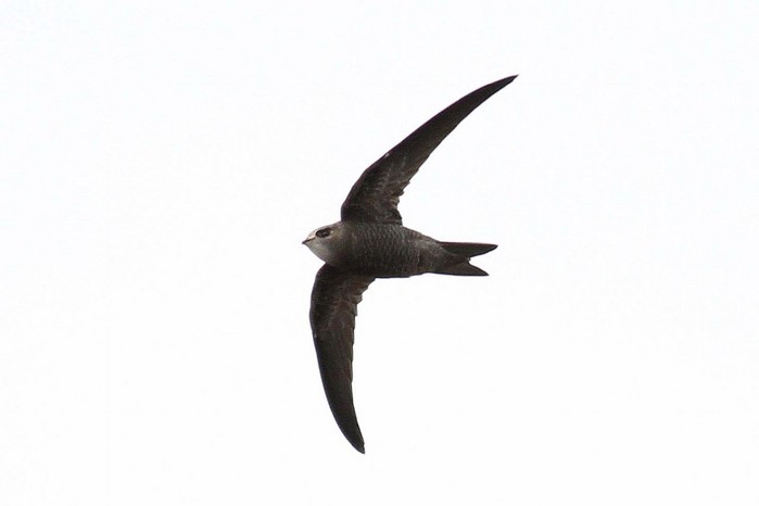 Pallid Swift