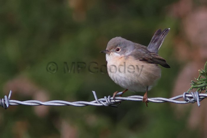 Subalpine Warbler