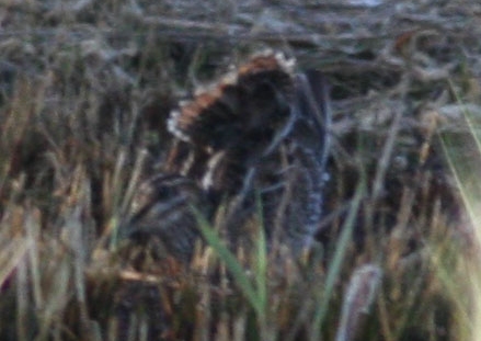 Wilson's Snipe