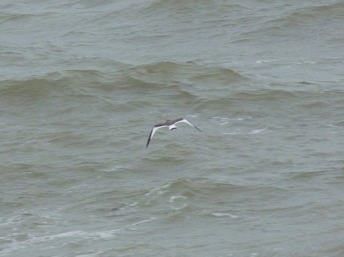 Sabine's Gull