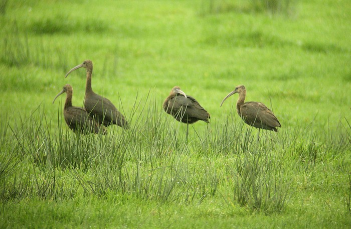 Glossy Ibis