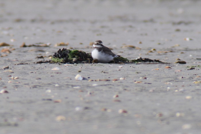 Semipalmated Plover