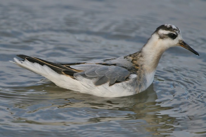 Grey Phalarope