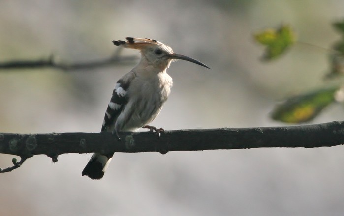Hoopoe