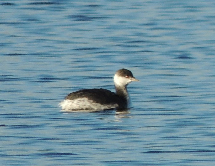 Slavonian Grebe