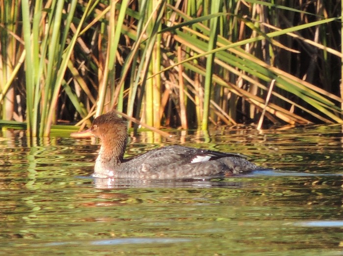 Red-breasted Merganser