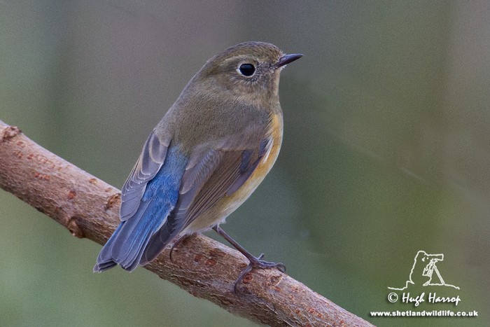 Red-flanked Bluetail