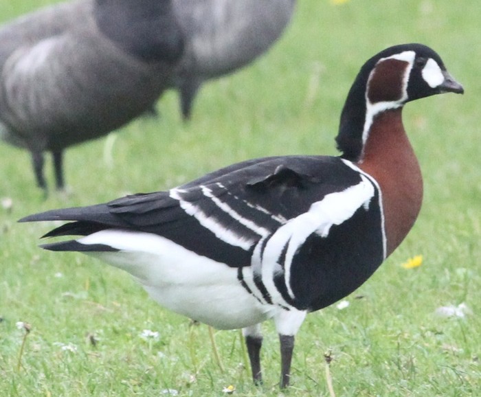 Red-breasted Goose