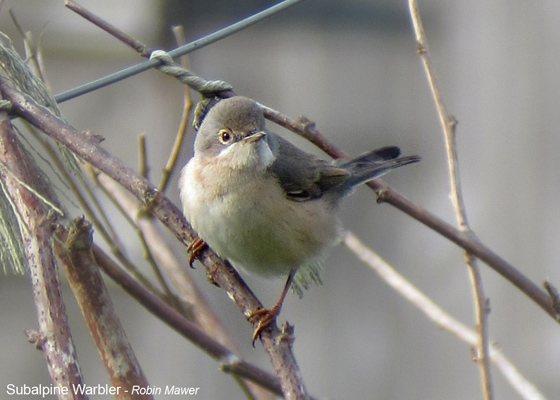 Subalpine Warbler