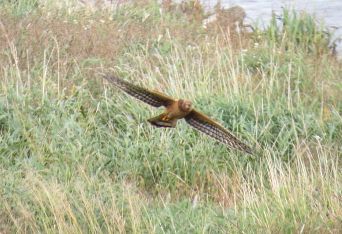 Northern Harrier