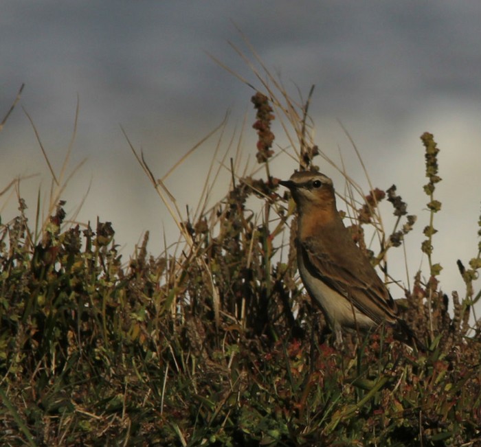 Wheatear
