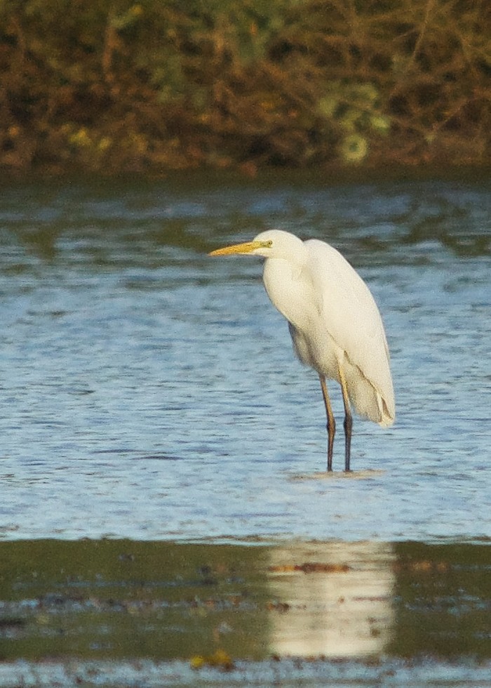 Great White Egret