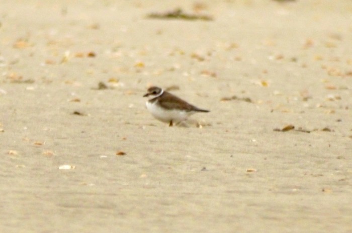 Semipalmated Plover