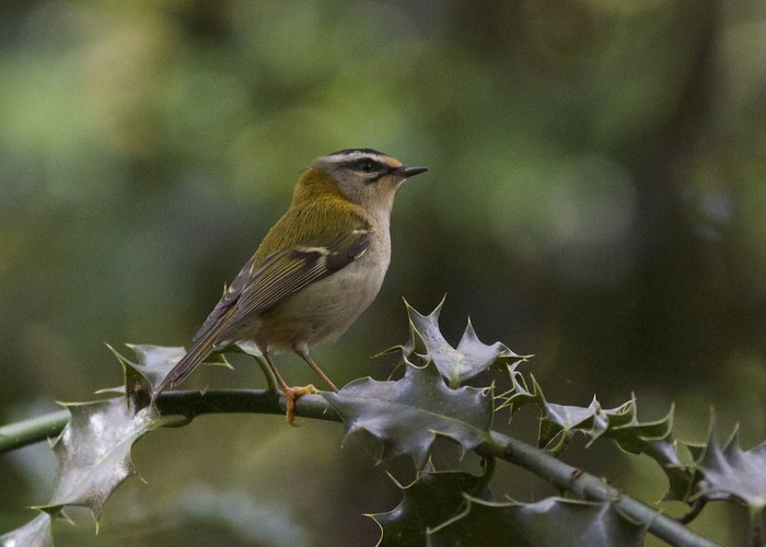 Firecrest