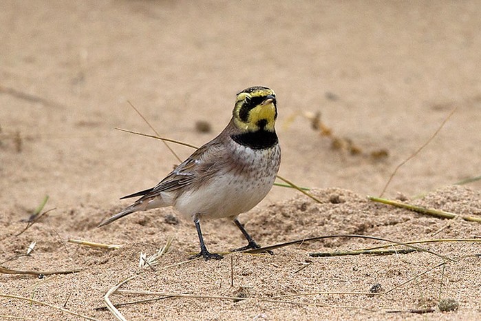 Shorelark