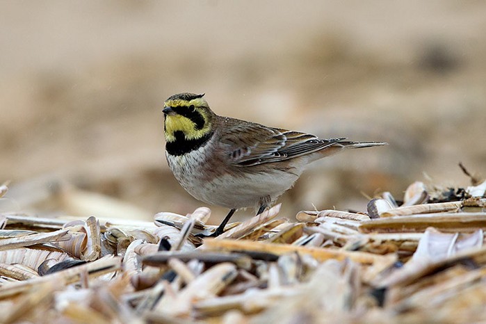 Shorelark