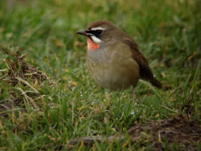 Siberian Rubythroat