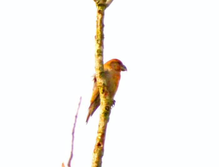 Parrot Crossbill