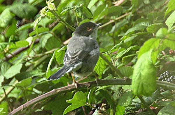 Sardinian Warbler